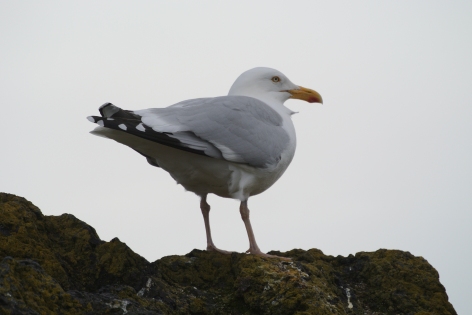 North Berwick gull