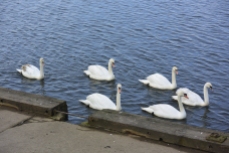 Irvine swans