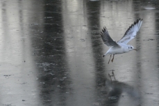 Birds on South Inch pond