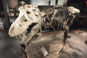 Royal Tyrrell Museum of Palaeontology