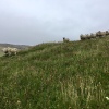Vatersay sheep