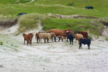 Vatersay cattle