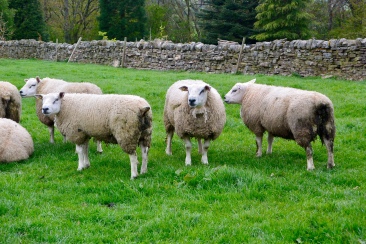 Staring sheep