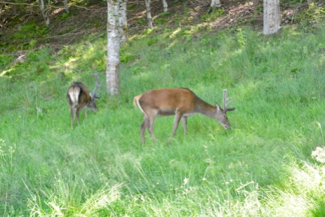 Deer at Applecross