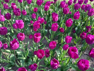 Botanic Gardens tulips