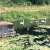 Firhill swans