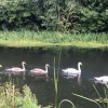Ruchill swans