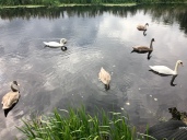 Glasgow swans