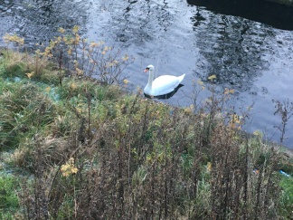 Ruchill swan