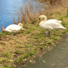Maryhill swans
